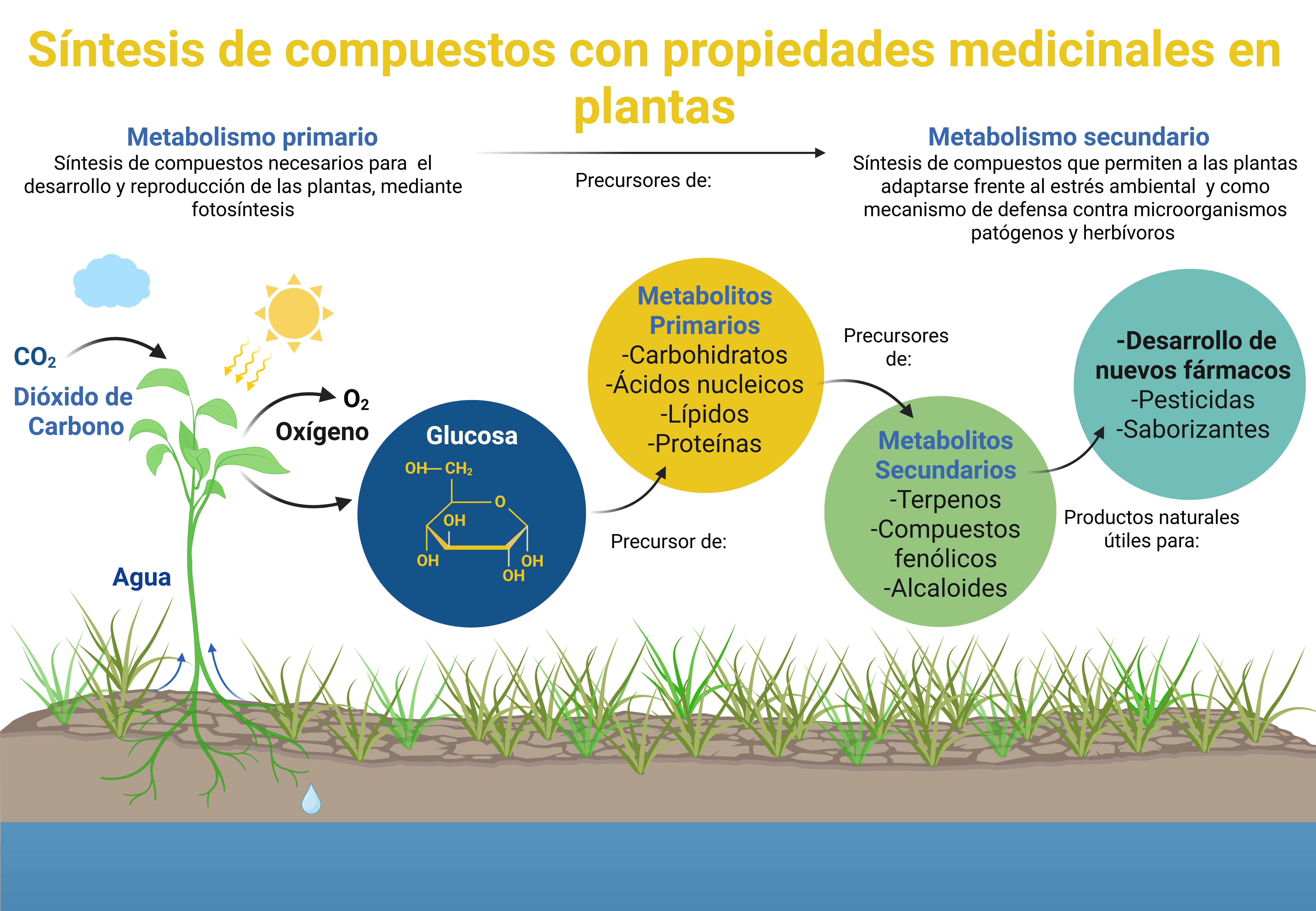 Fotosintesis provisional