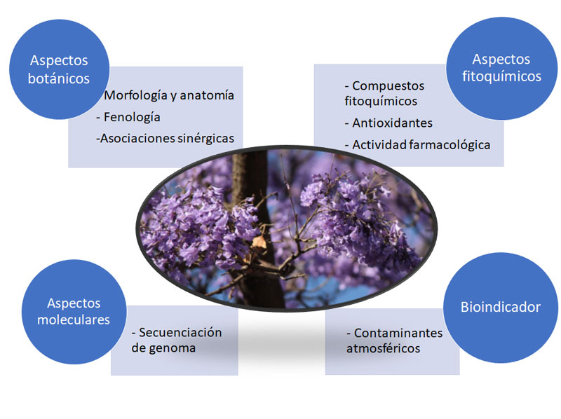 Investigaciones realizadas en la planta de jacaranda