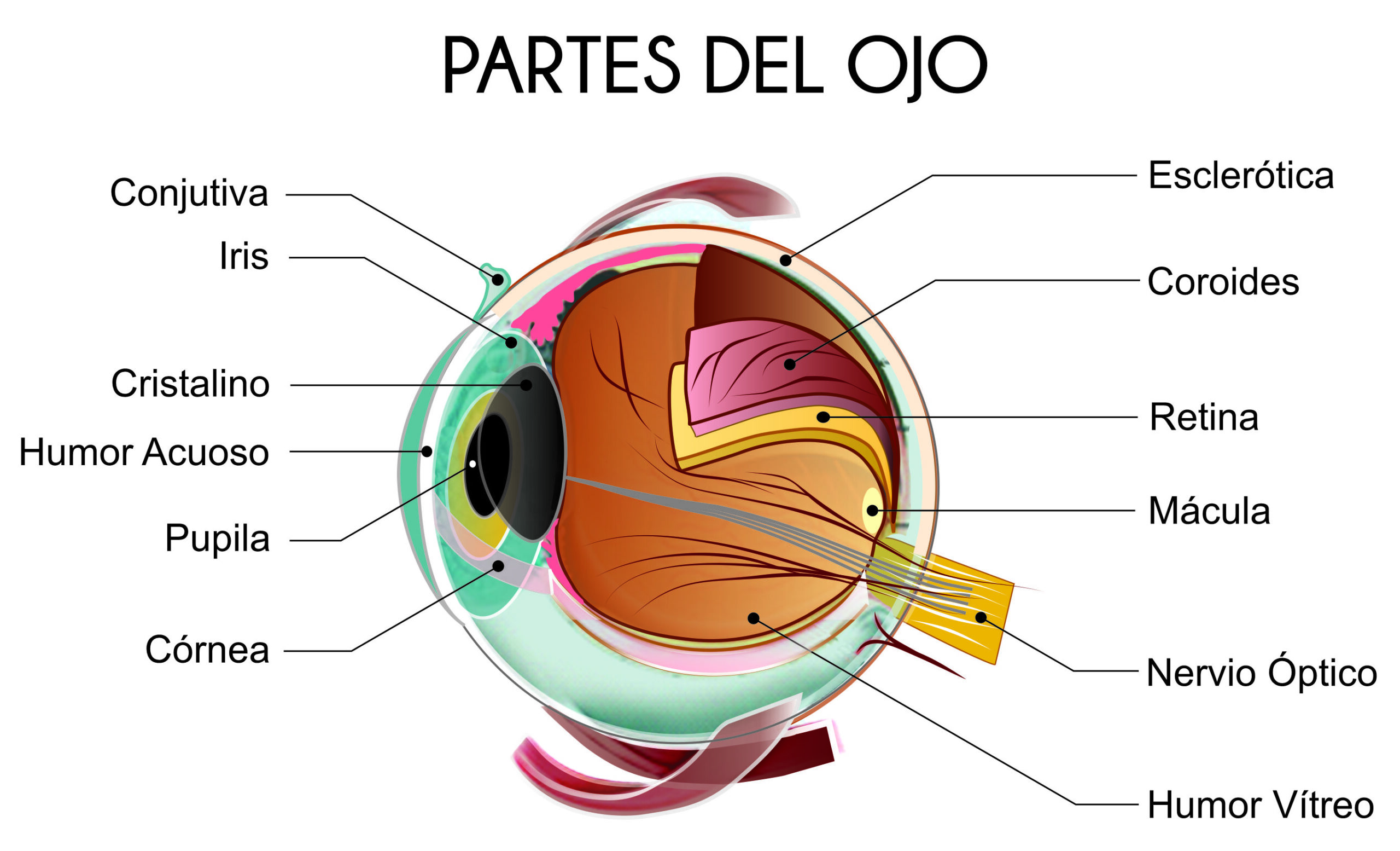 Las distintas partes del ojo humano