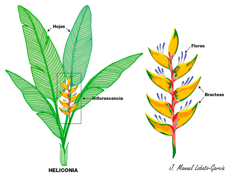 Morfología general de los platanillos o heliconias