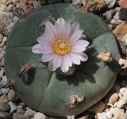 Peyote