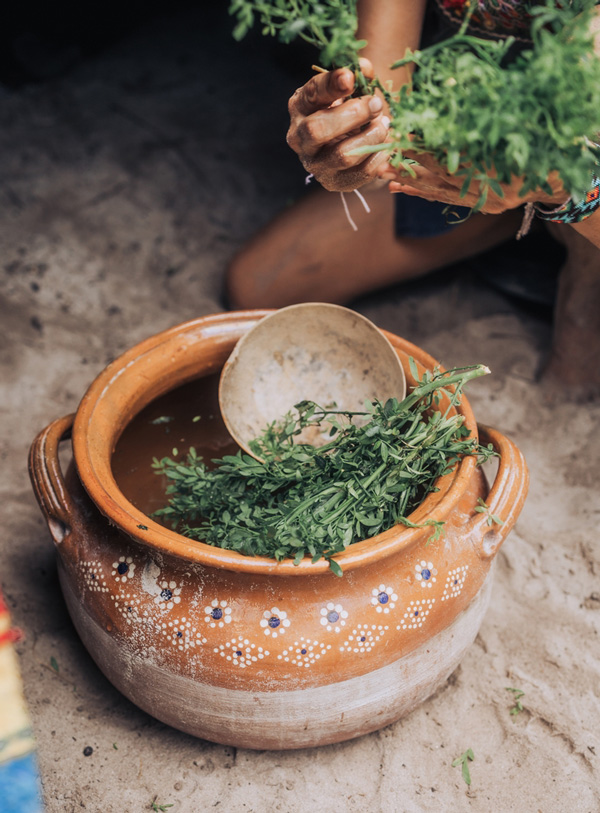 Infusión de una planta medicinal