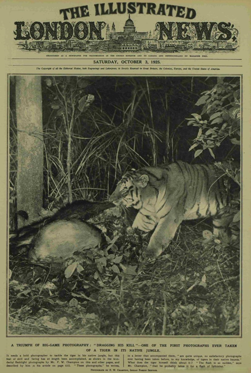 Primera fotografía de un tigre de la india tirando de su presa