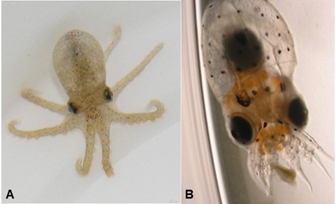 Pulpos recién eclosionados