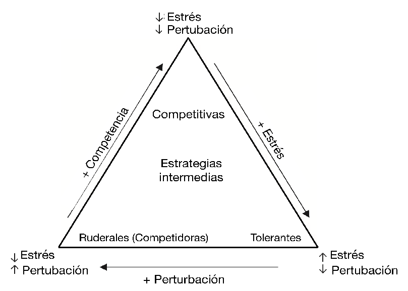 Representación esquemática