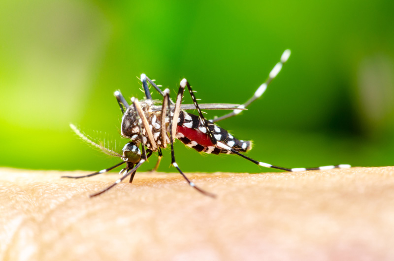 Mosquito portador de virus