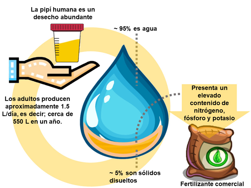 Características de la orina humana