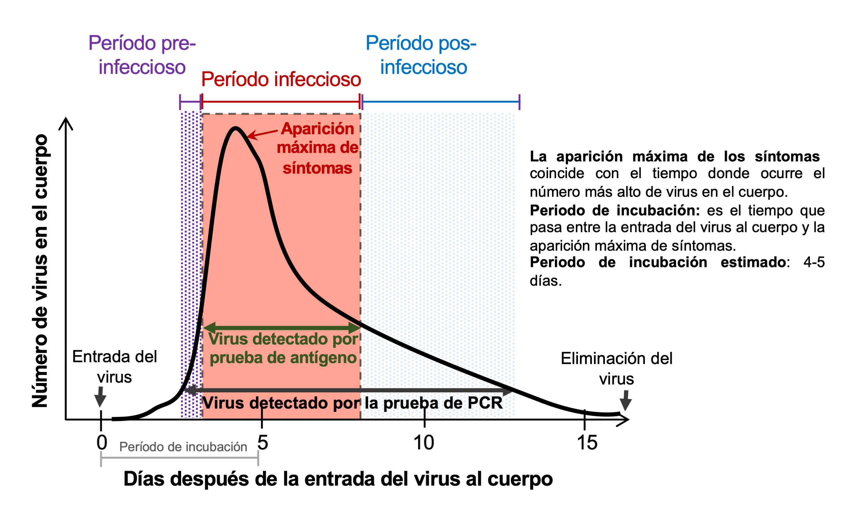 SARS-CoV-2 ciclo de infección