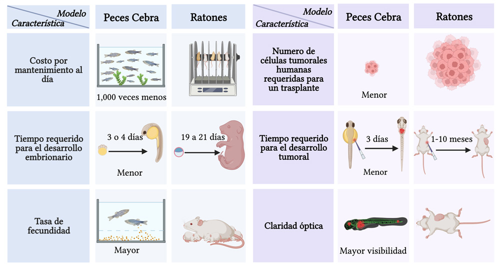 Diferencias entre peces cebra y ratones