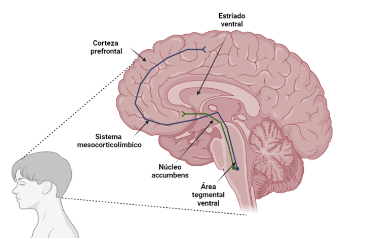 Esquema representativo de las zonas cerebrales relacionadas con los estímulos de escuchar música placentera y funciones emocionales y cognitivas. 
