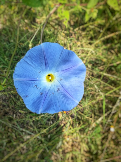 Flor de oloiuqui