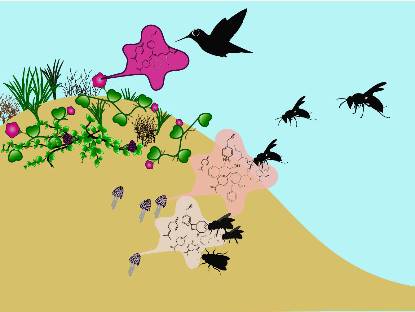 Ilustracion de la emision de los aromas florales para atraccion de polinizadores