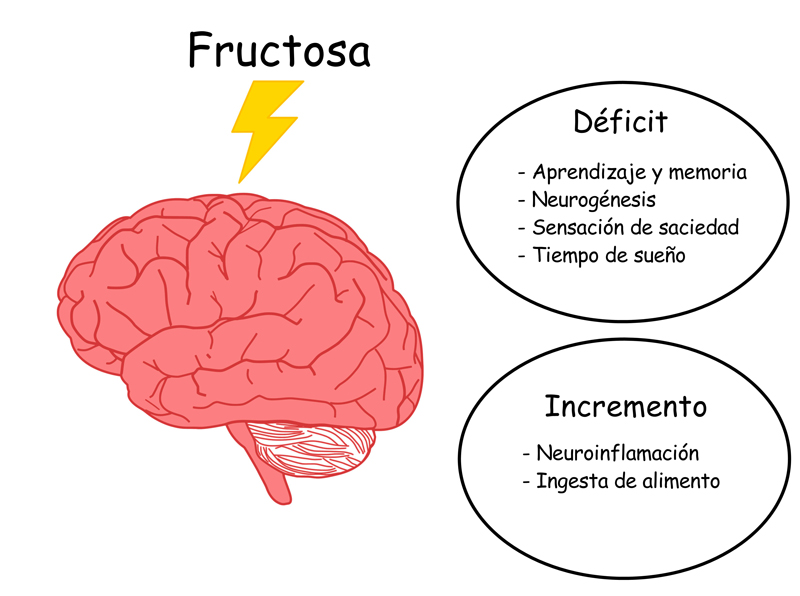 La fructosa induce una gran variedad de alteraciones en el cerebro