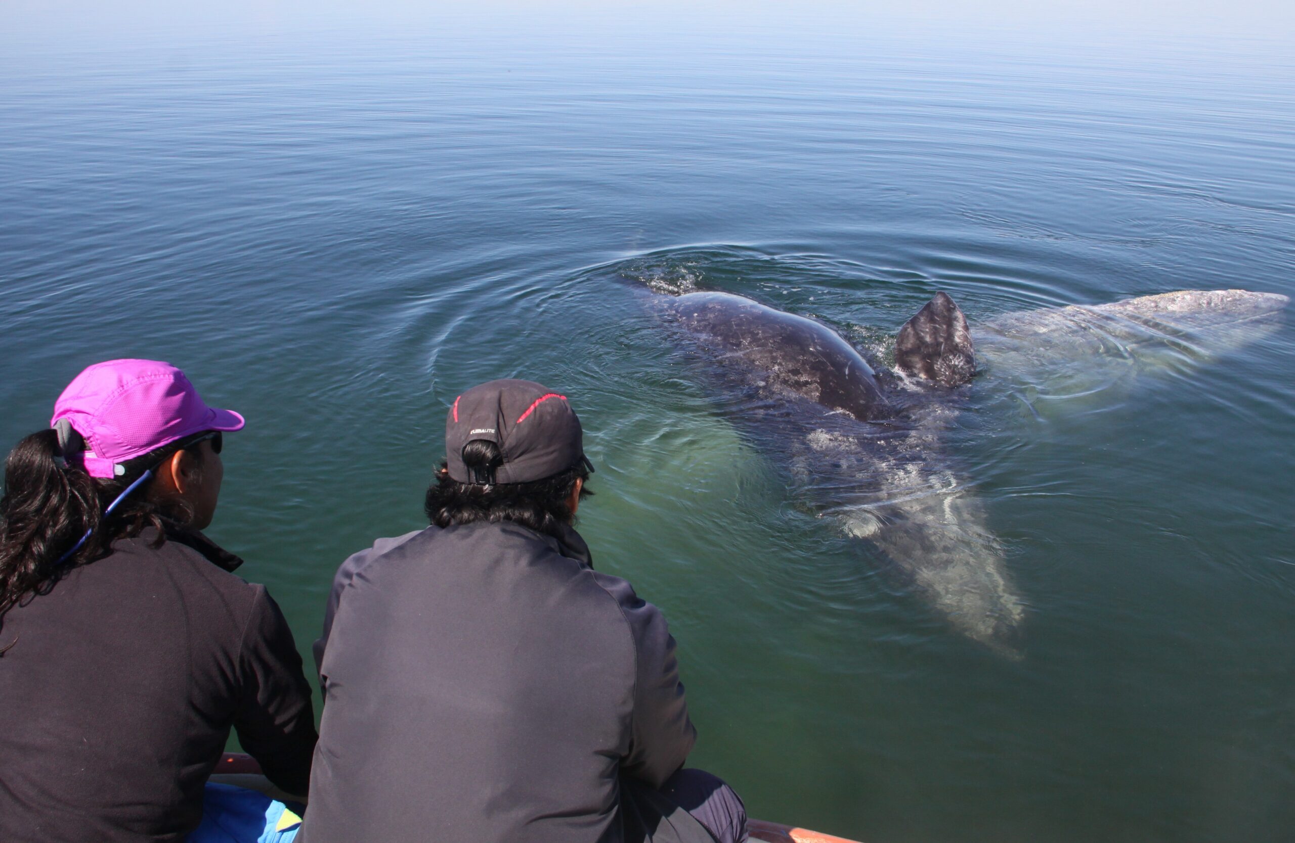 Turistas observando cómo una cría de ballena gris se frota sobre su madre