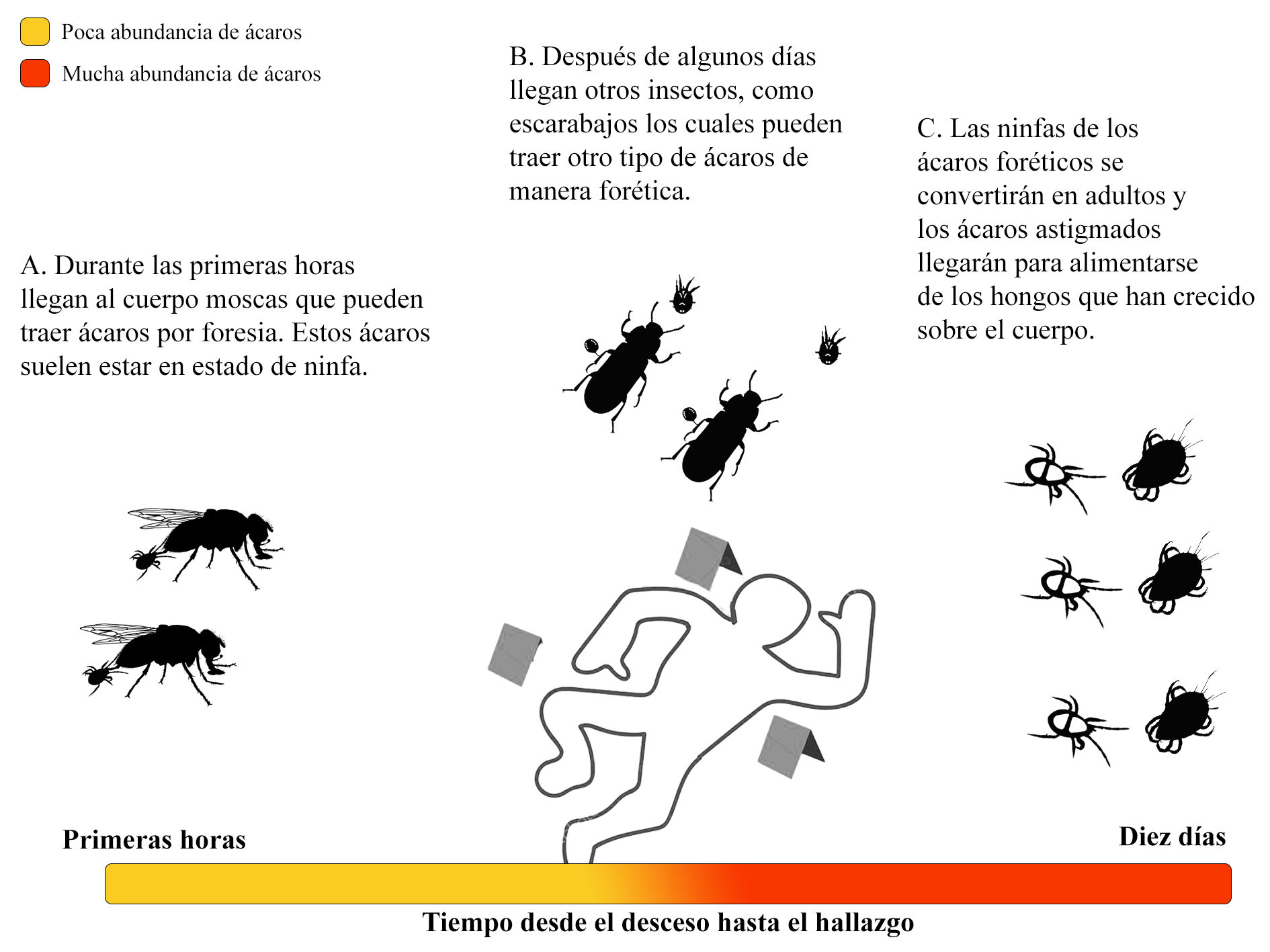 Ácaros en el contexto de las ciencias forenses