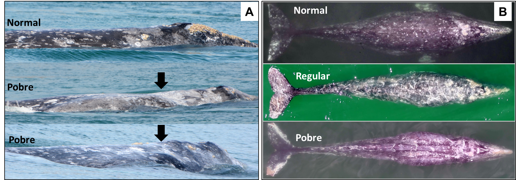 Aumentó la proporcion de ballenas grises lactantes en condición regular