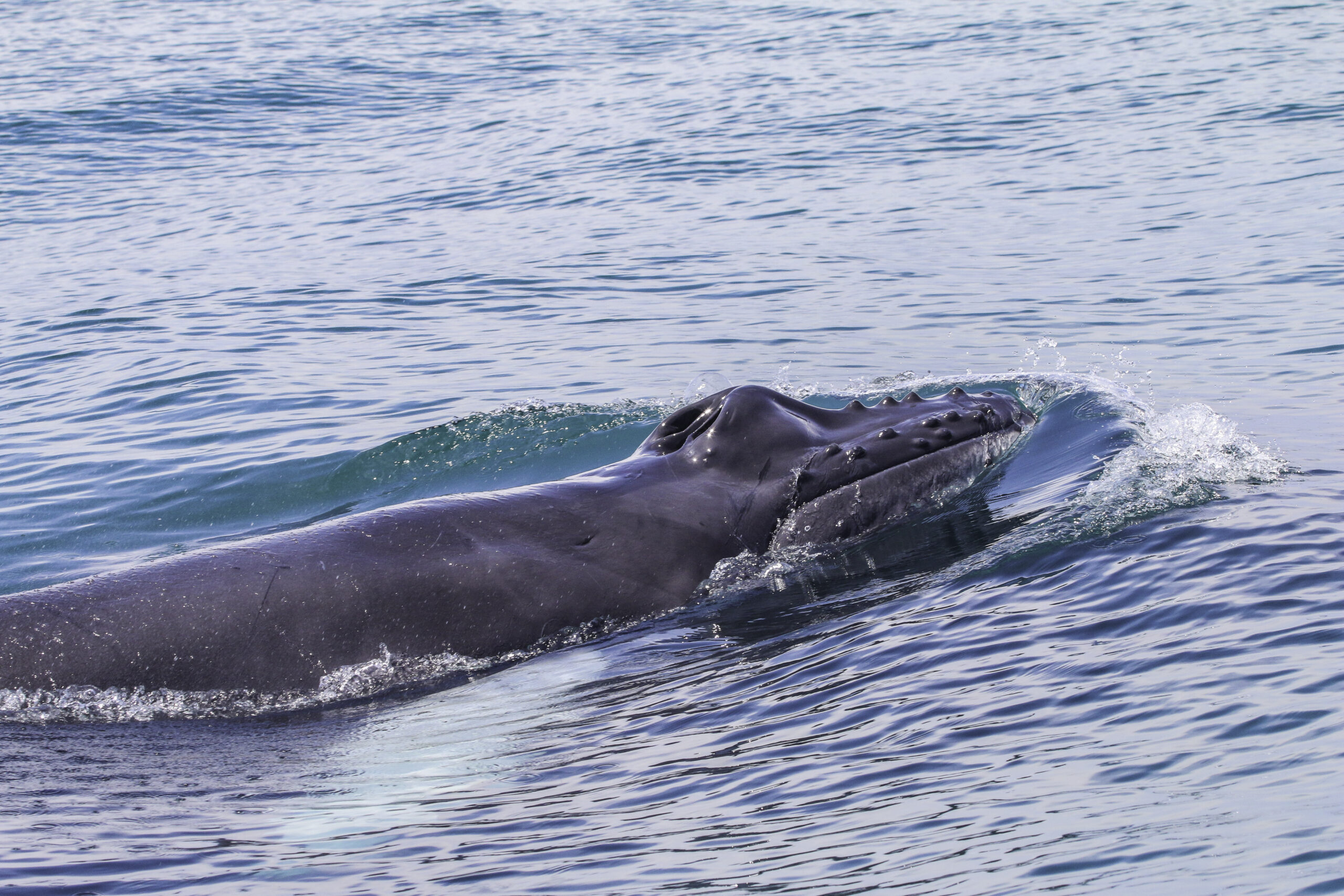 Ballena jorobada migrando