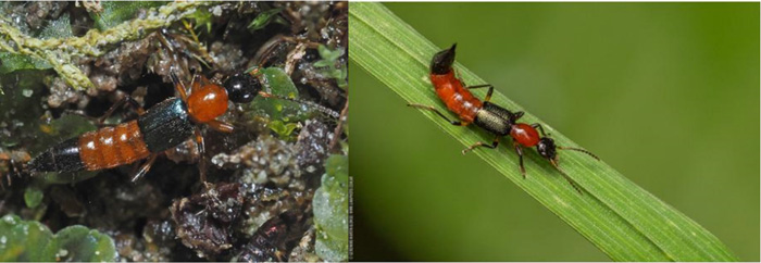 Escarabajos Paederus