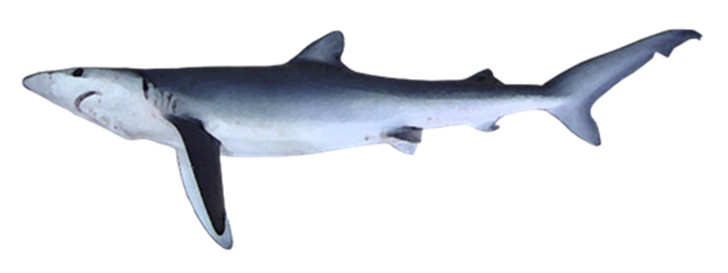 Esquema del tiburón azul