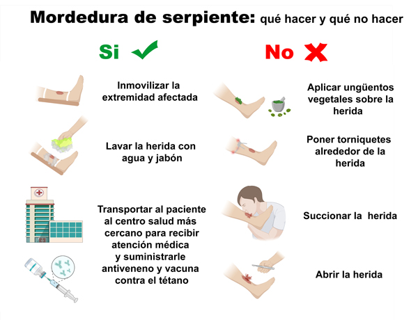 Qué hacer y qué no hacer en caso de mordedura de serpiente