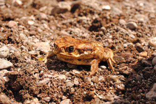 Sapo de cana de azucar