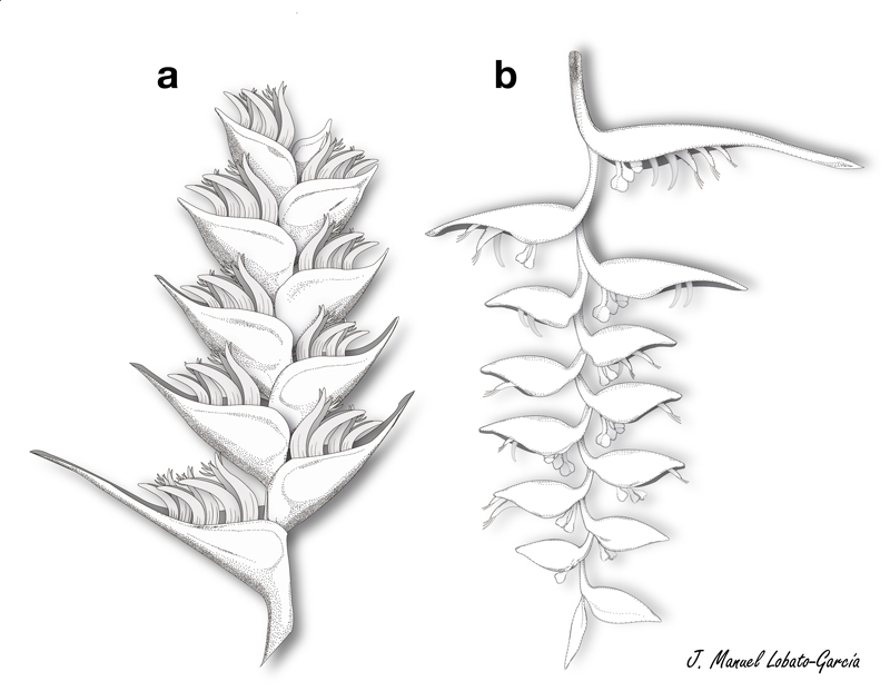 Tipos de inflorescencias de las heliconias