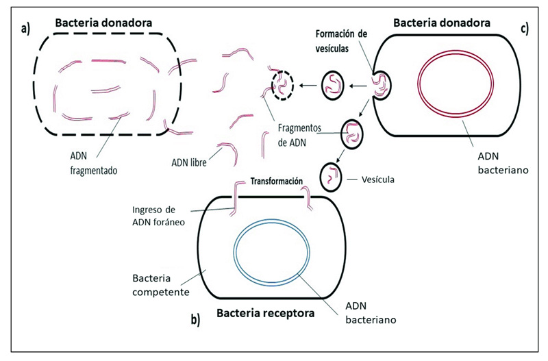 Transformación bacteriana e intercambio de material genético
