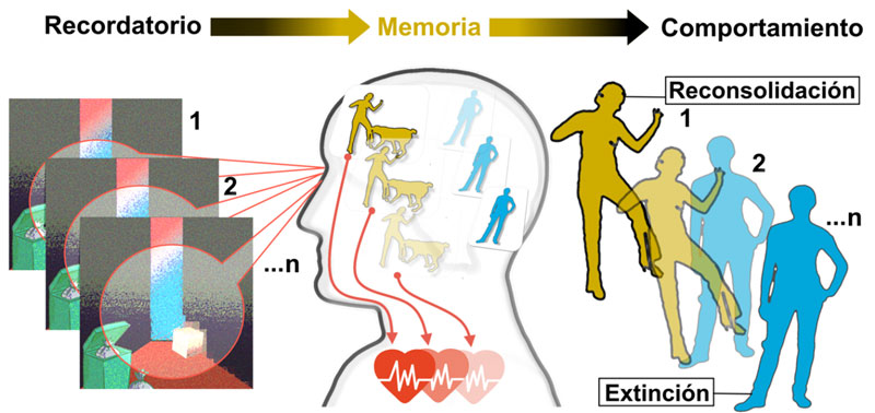 Extinción de una memoria