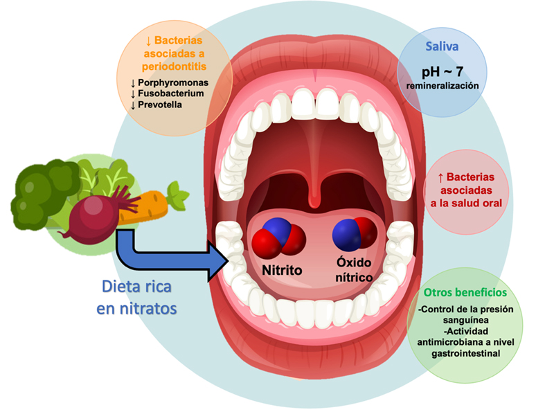 Beneficios de una dieta rica en nitratos para la salud oral