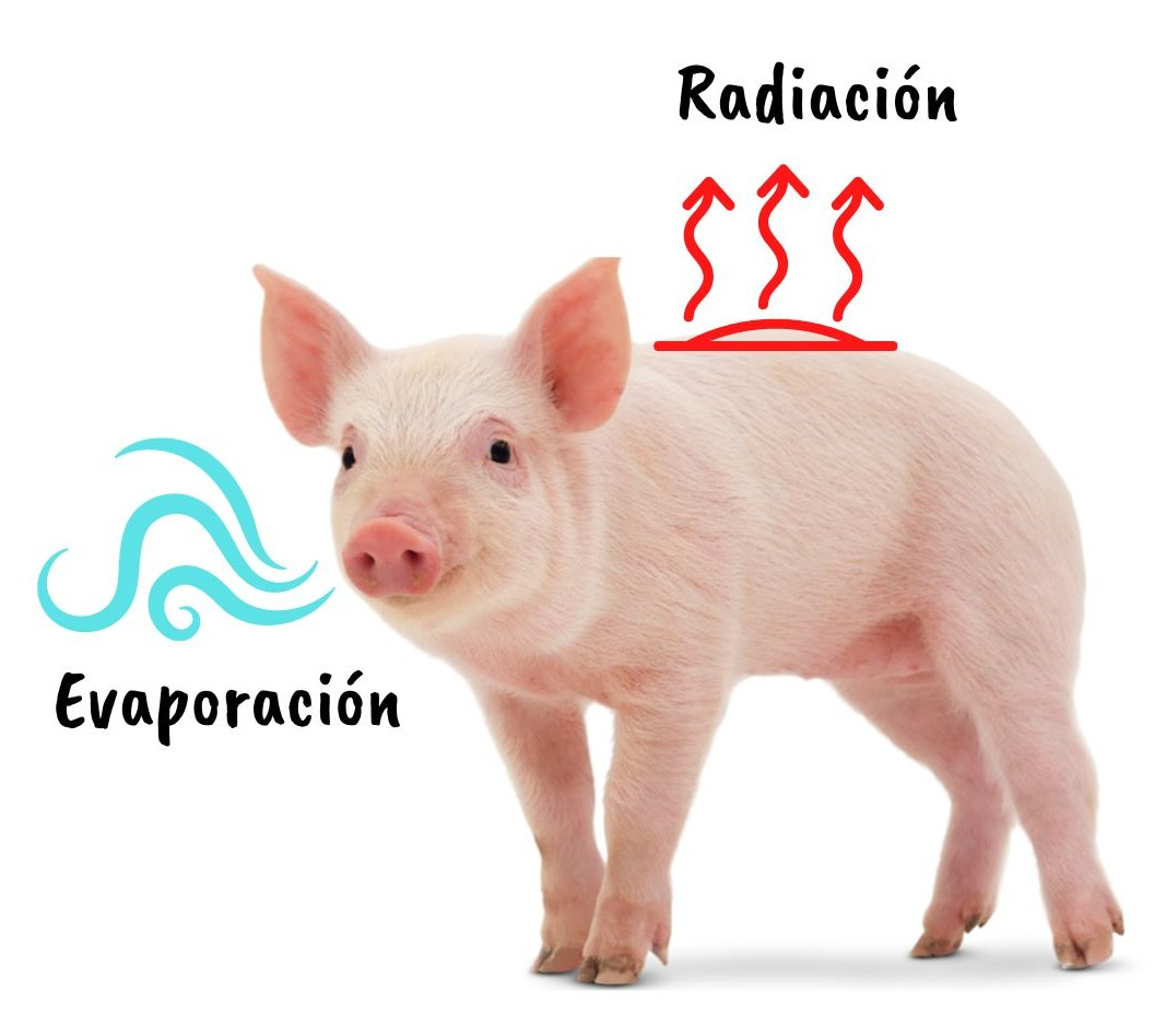 Cerdo controlando su temperatura