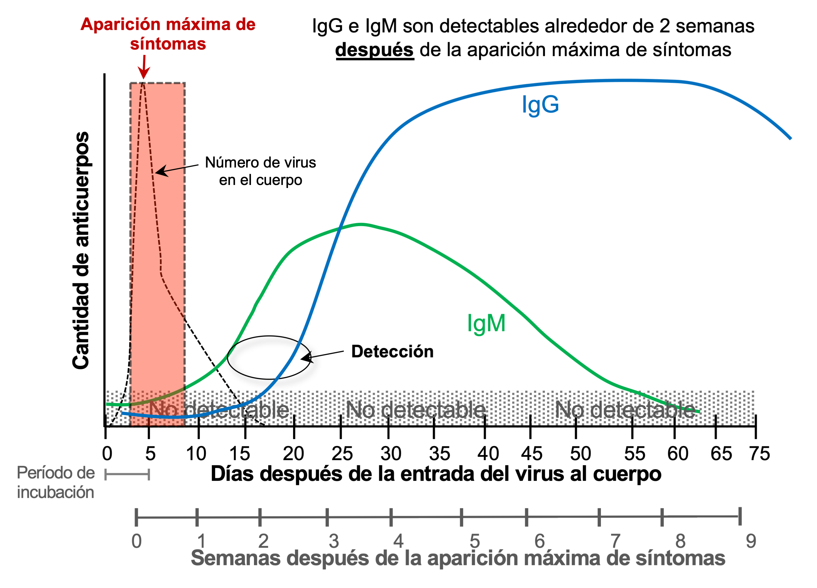 Cinética de producción de anticuerpos