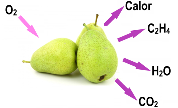Respiración de una fruta climatérica