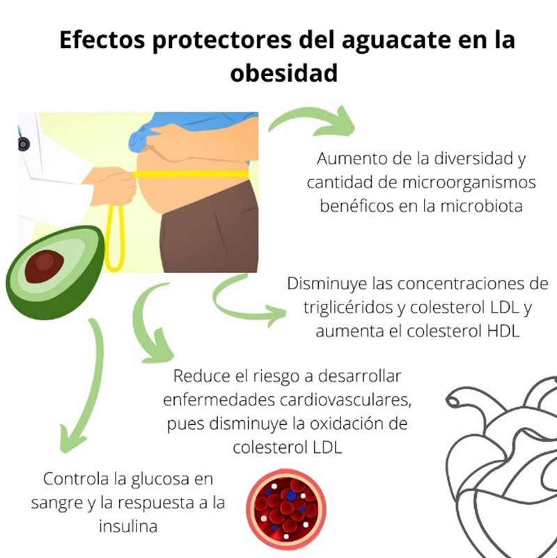 Beneficios del consumo de aguacate