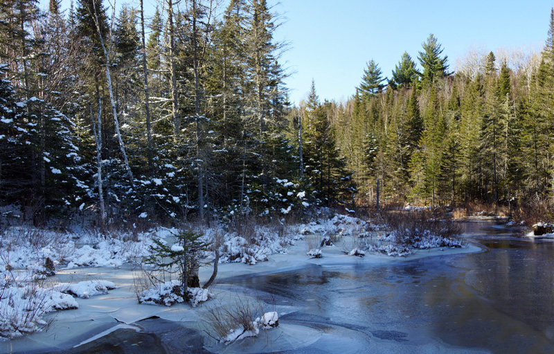 Paisaje de bosque boreal en Quebec