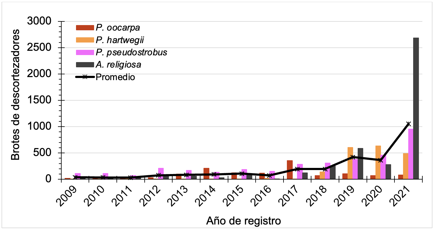 Brotes de descortezadores