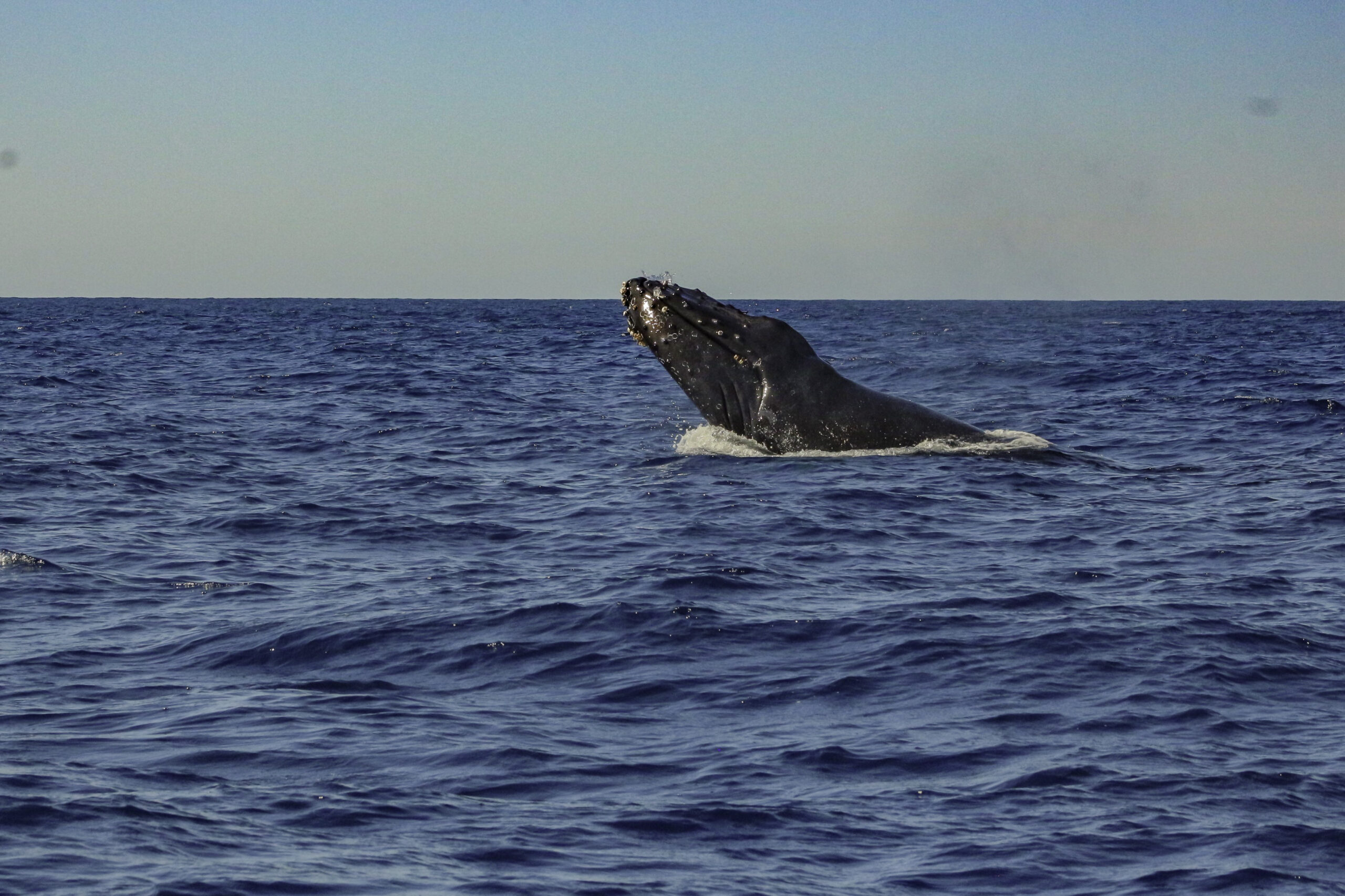 Cría de ballena jorobada