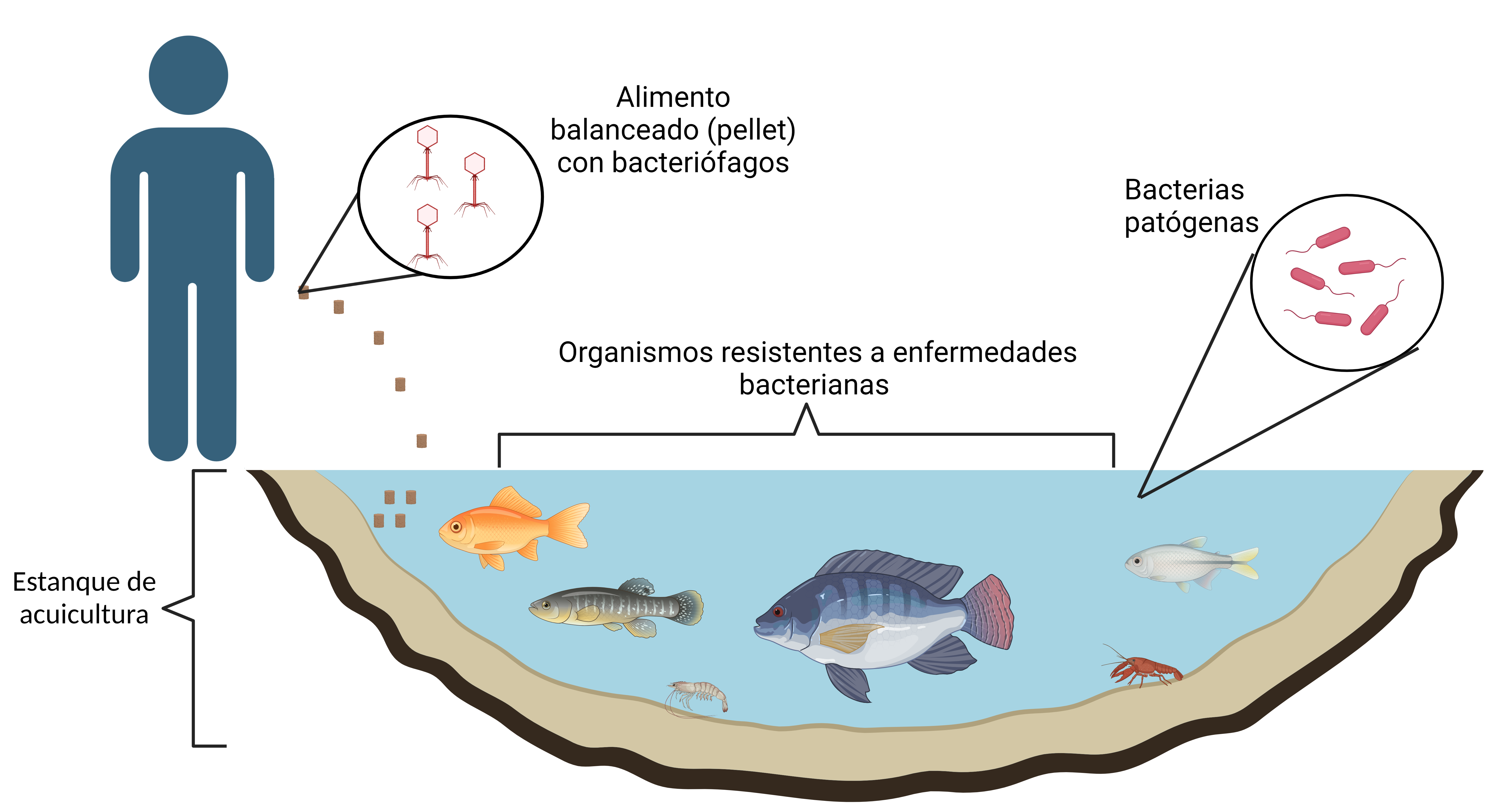 Esquema de un estanque de cultivo con organismos alimentados con bacteriofagos, resistentes a bacterias patogenas