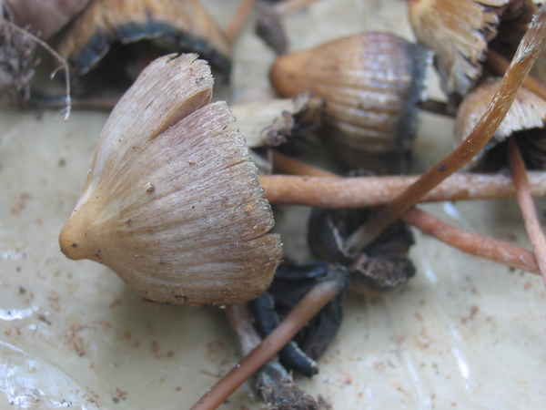 Hongos Psilocibe mexicana o Pajarito