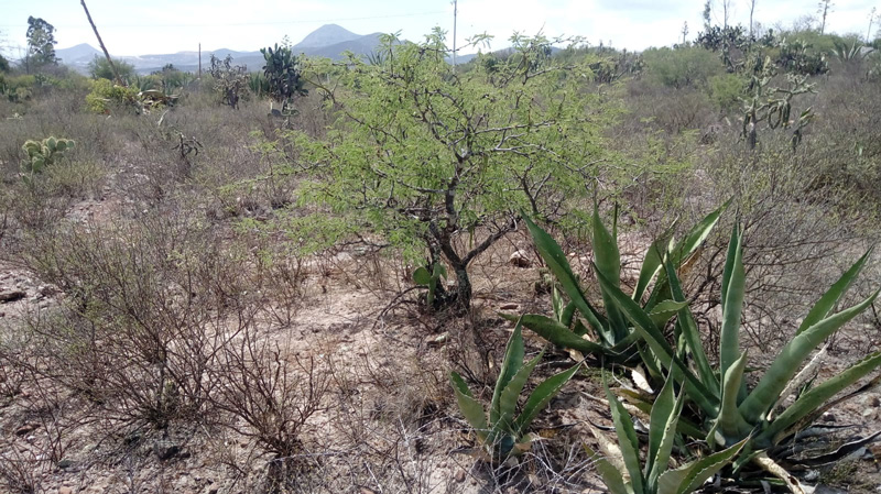 Zona semiárida del Valle del Mezquital