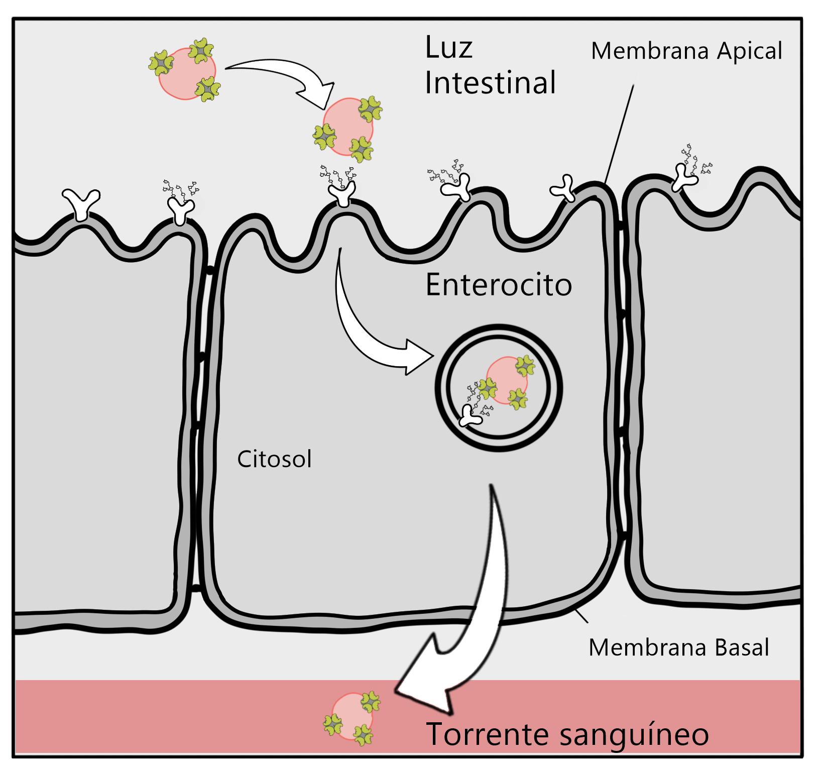 Transcitosis de macromoléculas mediada por la aglutinina de germen de trigo.