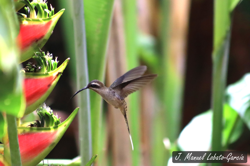 Visita del colibrí Phaethornis longirostris