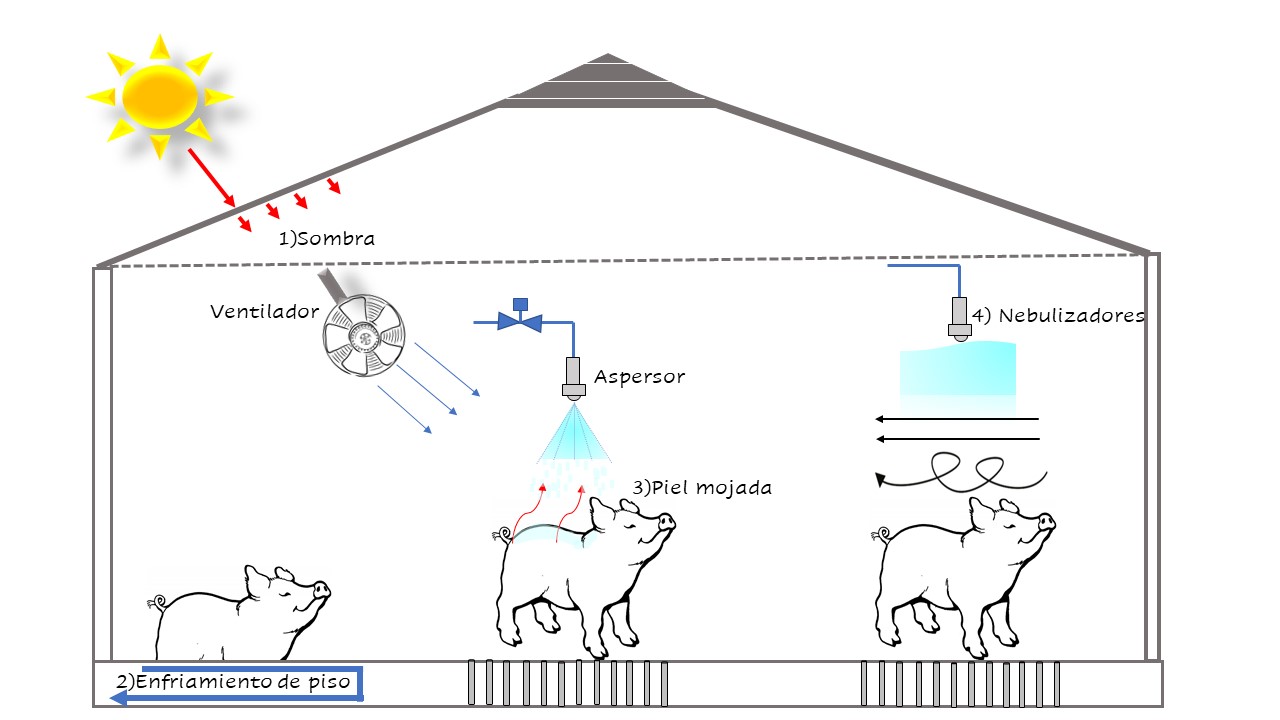 Reducir el estrés por calor de un cerdo