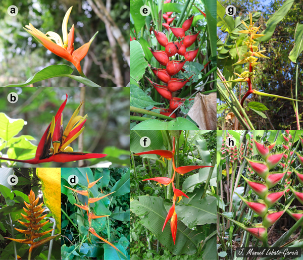 Diferencias en la forma, tamaño y coloración de las brácteas de las heliconias