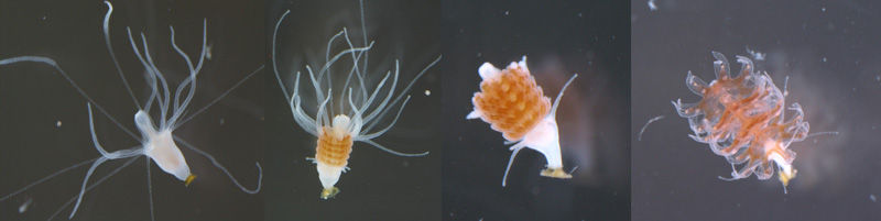 Un pólipo forma nuevas medusas