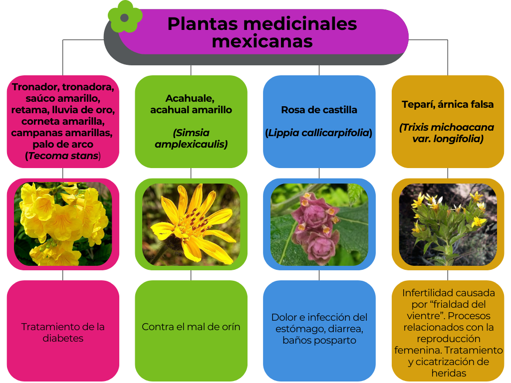 Plantas medicinales mexicanas