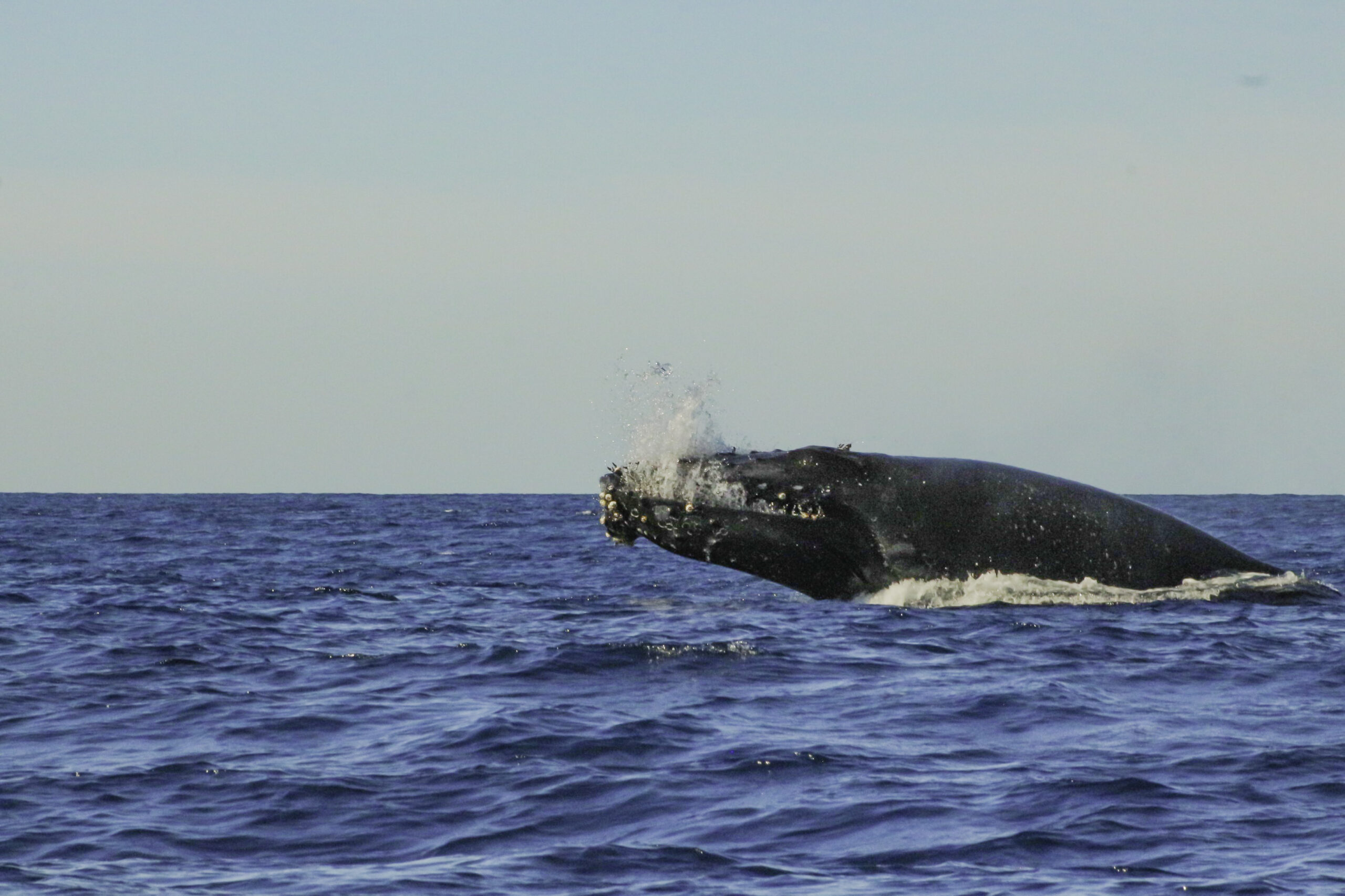 Cría de ballena jorobada próxima a migrar