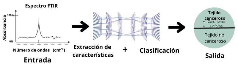 Detección de tejido canceroso con aprendizaje profundo