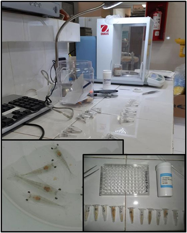 Análisis isotópico de muestras de camarón