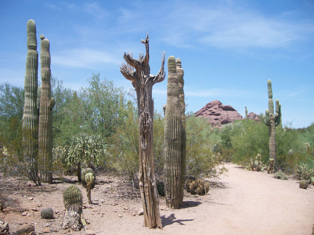 Desert Botanical Garden 1, Arizona
