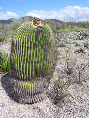 Echinocactus platyacanthus cerca de Cedros, Zacatecas